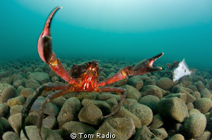 Kelp crabs defending their meal.
Seattle, WA, U.S.A. by Tom Radio 